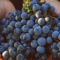 Damian, Uruguay Local Expert